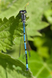 Male Azure Damselfly, Monks Eleigh, Suffolk, England, June 2008 - click for larger image