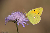 Clouded Yellow, Monks Eleigh, Suffolk, England, July 2018 - click for larger image