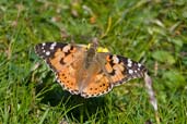 Painted Lady, St Kilda, Scotland, August 2003 - click for larger image