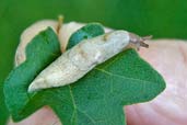 Field Slug, Wattisham, Suffolk, England, June 2008 - click for larger image