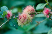 Robin's Pincushion, Monks Eleigh Garden, Suffolk, England, September 2008 - click for larger image