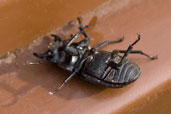 Lesser Stag Beetle, Monks Eleigh Garden, Suffolk, England, May 2009 - click for larger image