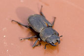 Lesser Stag Beetle, Monks Eleigh Garden, Suffolk, England, May 2009 - click for larger image