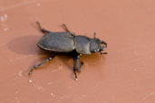 Lesser Stag Beetle, Monks Eleigh Garden, Suffolk, England, May 2009 - click for larger image