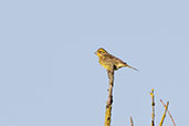  Yellowhammer, Monks Eleigh, Suffolk, England, January 2021 - click for larger image
