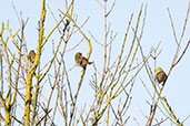  Yellowhammer, Monks Eleigh, Suffolk, England, January 2021 - click for larger image