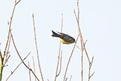  Yellowhammer, Monks Eleigh, Suffolk, England, January 2021 - click for larger image