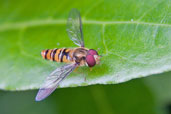 Marmalade Hoverfly, Monks Eleigh Garden, Suffolk, England, July 2008 - click for larger image