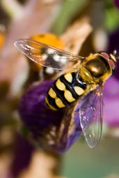 Hoverfly, Monks Eleigh Garden, Suffolk, England, July 2008 - click for larger image