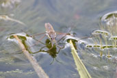 Common Pondskater, Monks Eleigh Garden, Suffolk, England, May 2008 - click for larger image