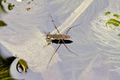 Common Pondskater, Monks Eleigh Garden, Suffolk, England, May 2008 - click for larger image