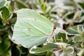 Female Brimstone, Monks Eleigh Garden, Suffolk, England, October 2009 - click for larger image