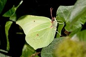 Male Brimstone, Monks Eleigh Garden, Suffolk, England, October 2009 - click for larger image