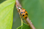 Harlequin Ladybird, Monks Eleigh Garden, Suffolk, England, July 2008 - click for larger image