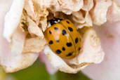 Harlequin Ladybird, Monks Eleigh Garden, Suffolk, England, July 2008 - click for larger image