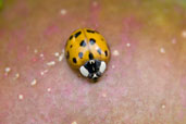 Harlequin Ladybird, Monks Eleigh Garden, Suffolk, England, July 2008 - click for larger image