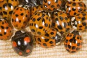 Harlequin Ladybird, Monks Eleigh Garden, Suffolk, England, July 2008 - click for larger image