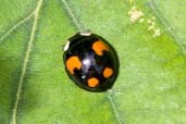 Harlequin Ladybird, Monks Eleigh Garden, Suffolk, England, July 2008 - click for larger image