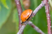 Harlequin Ladybird, Monks Eleigh Garden, Suffolk, England, July 2008 - click for larger image