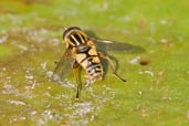 Hoverfly, Monks Eleigh Garden, Suffolk, England, July 2008 - click for larger image