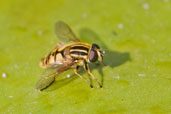 Hoverfly, Monks Eleigh Garden, Suffolk, England, July 2008 - click for larger image