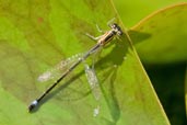 Female Blue-tailed Damselfly, Monks Eleigh, Suffolk, England, July 2007 - click for larger image