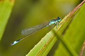 Male Blue-tailed Damselfly, Monks Eleigh, Suffolk, England, August 2007 - click for larger image