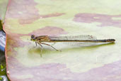 Female Blue-tailed Damselfly, Monks Eleigh, Suffolk, England, August 2007 - click for larger image