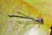 Newly emerged male Blue-tailed Damselfly, Monks Eleigh, Suffolk, England, July 2007 - click for larger image