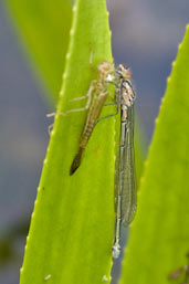 Emerging Blue-tailed Damselfly, Monks Eleigh, Suffolk, England, June 2008 - click for larger image