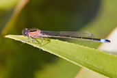 Female Blue-tailed Damselfly, Monks Eleigh, Suffolk, England, June 2009 - click for larger image