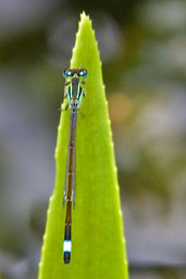 Male Blue-tailed Damselfly, Monks Eleigh, Suffolk, England, July 2010 - click for larger image