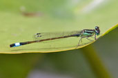 Male Blue-tailed Damselfly, Monks Eleigh, Suffolk, England, July 2010 - click for larger image