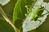 Specled Bush-cricket, Monks Eleigh Garden, Suffolk, England, July 2009 - click for larger image