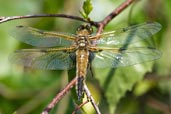 Immature Four-spotted Chaser, Monks Eleigh Garden, Suffolk, England, May 2008 - click for larger image