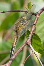 Immature Four-spotted Chaser, Monks Eleigh Garden, Suffolk, England, May 2008 - click for larger image