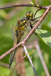 Immature Four-spotted Chaser, Monks Eleigh Garden, Suffolk, England, May 2008 - click for larger image