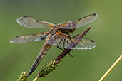 Four-spotted Chaser, Monks Eleigh Garden, Suffolk, England, May 2018 - click for larger image