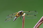 Four-spotted Chaser, Monks Eleigh Garden, Suffolk, England, May 2018 - click for larger image