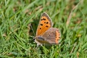 Small Copper, Snape Marshes, Suffolk, England, September 2010 - click for larger image