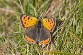 Small Copper, Snape Marshes, Suffolk, England, September 2010 - click for larger image