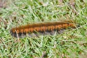 Fox Moth larva, Snape Marshes, Suffolk, England, September 2010 - click for larger image