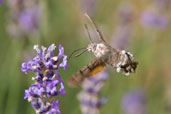 Hummingbird Hawkmoth, Monks Eleigh Garden, Suffolk, England, July 2010 - click for larger image