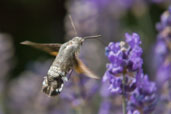 Hummingbird Hawkmoth, Monks Eleigh Garden, Suffolk, England, July 2010 - click for larger image