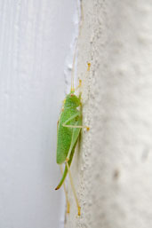 Female Oak Bush-cricket, Monks Eleigh, Suffolk, England, September 2010 - click for larger image