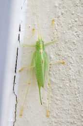 Female Oak Bush-cricket, Monks Eleigh, Suffolk, England, September 2010 - click for larger image