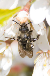 Melecta albifrons, Monks Eleigh Garden, Suffolk, England, April 2010 - click for larger image