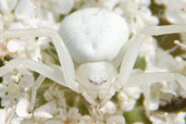 Female Flower Crab Spider, Monks Eleigh Garden, Suffolk, England, October 2007 - click for larger image