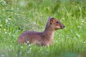Reeve's Muntjac, Monks Eleigh, Suffolk, England, June 2007 - click for larger image