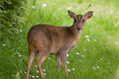 Reeve's Muntjac, Monks Eleigh, Suffolk, England, July 2007 - click for larger image